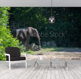 Picture of Elephant silent